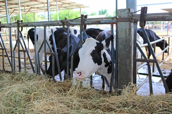 Vaches Production Foin Alimentation Lait Dans Écurie Sur Ferme Thaïlande — Photo