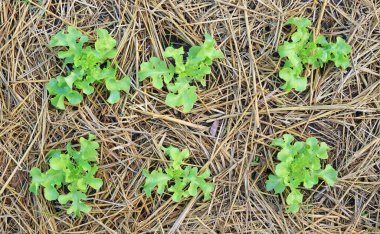 Closeup Green oak lettuce plant in farm. Top view