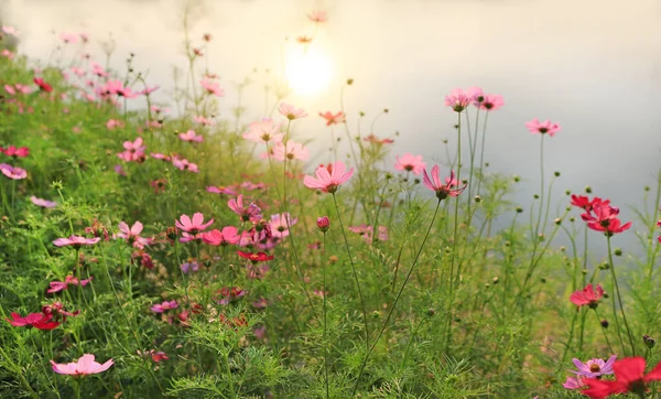 Beautiful cosmos flower blooming in the summer garden field with rays of sunlight in nature.