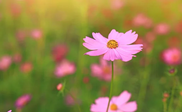 Cosmosbloem Zomertuin Met Zonnestralen Natuur — Stockfoto