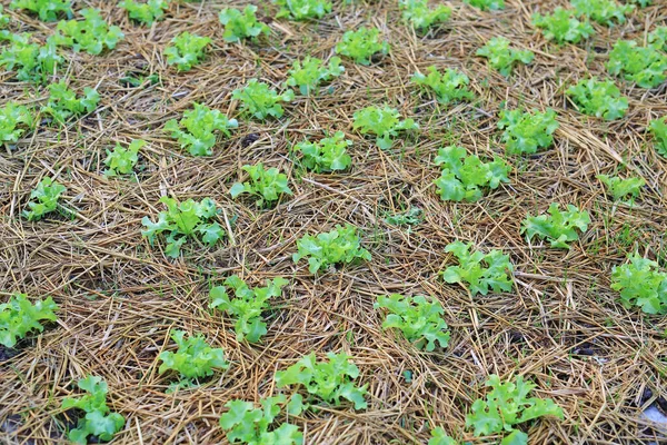 Green Oak Lettuce Plant Farm — Stockfoto