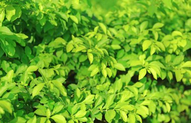 Yeşil duvar arkaplanı. Dekoratif yaprak dokusu.