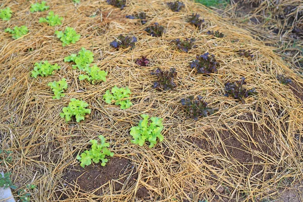 農場での緑と赤のオークレタス植物 — ストック写真