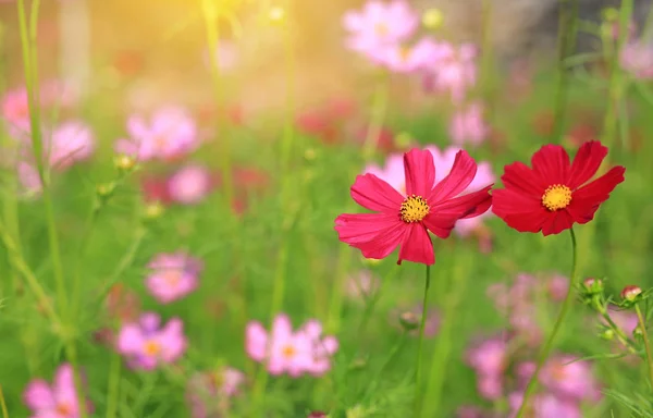 Floarea Cosmosului Înflorit Grădina Vară Raze Lumină Solară Natură — Fotografie, imagine de stoc