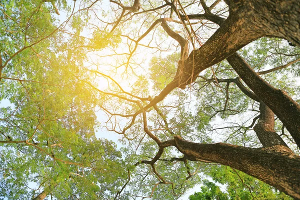 Branches Arbres Dans Jardin Avec Des Rayons Soleil — Photo