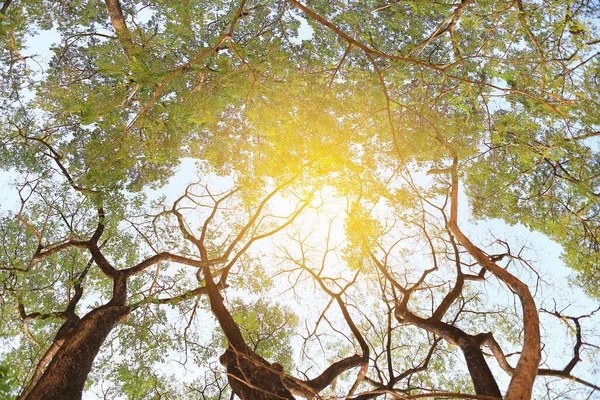 Branches Arbres Dans Jardin Avec Des Rayons Soleil — Photo