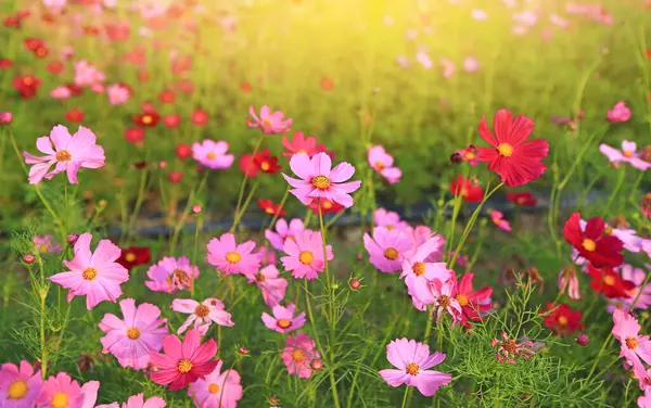 Belle Fleur Cosmos Fleurissant Dans Champ Jardin Été Avec Des — Photo
