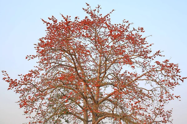 Leafless Tree Branch Orange Flower Autumn Sky Background — 스톡 사진