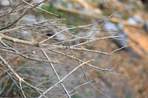 Dry Twigs Branch Nature Outdoor — 스톡 사진