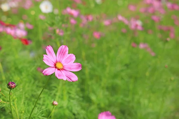 Close Flor Cosmos Florescendo Campo Jardim Verão Natureza — Fotografia de Stock