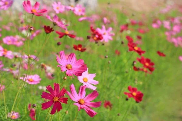 Цветок Цветущий Летнем Садовом Поле Лучами Солнца Природе — стоковое фото