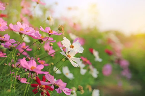 Floraison Cosmos Fleur Dans Jardin Été Avec Des Rayons Soleil — Photo