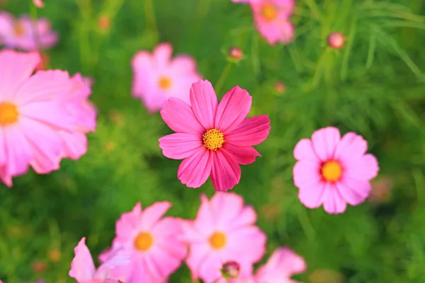 Belle Fleur Cosmos Fleurissant Dans Champ Jardin Dans Nature Vue — Photo