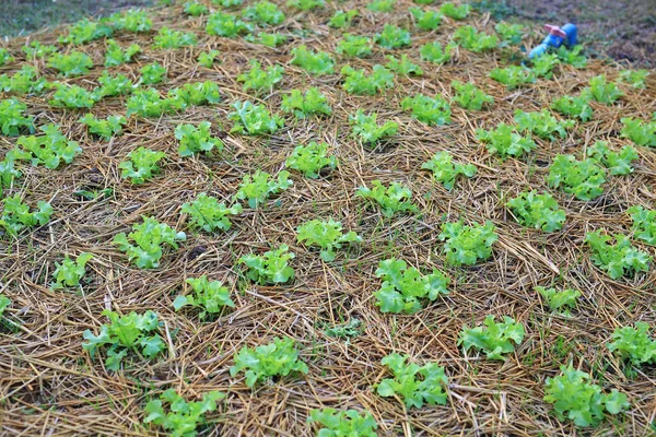 Green Oak Lettuce Plant Farm — Stockfoto