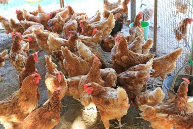 Tayland 'da organik tavuk çiftliği. Birçok tavuğun portresi..