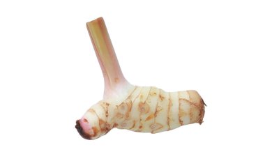 Büyük havlıcan beyaz arka plan üzerinde izole