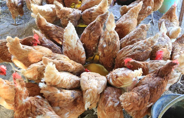 Chicken Organic Farm Tajlandii Portret Wielu Kur — Zdjęcie stockowe