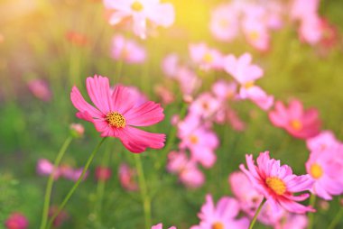 Kapalı kırmızı kozmos çiçeği yaz bahçesinde çiçek açıyor doğada güneş ışığıyla.