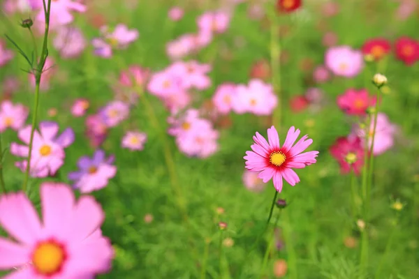 Belle Fleur Cosmos Fleurissant Dans Champ Jardin Dans Nature — Photo