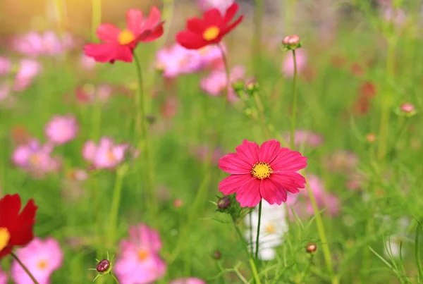 Primo Piano Fiore Cosmo Rosso Fioritura Nel Campo Giardino Estivo — Foto Stock