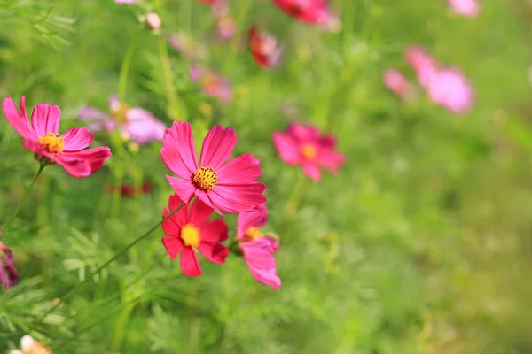 Fechar Flor Cosmos Vermelho Florescendo Campo Jardim Verão Natureza — Fotografia de Stock