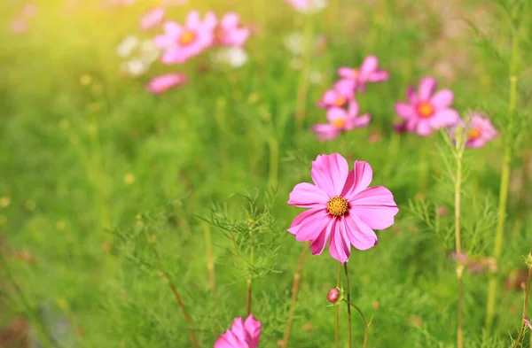 Gros Plan Rose Cosmos Fleur Floraison Dans Jardin Été Champ — Photo