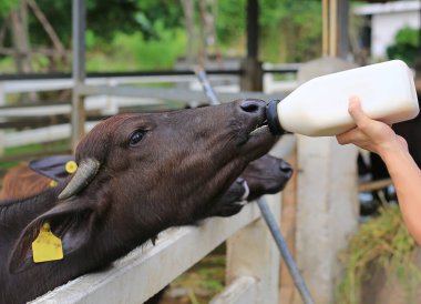 Kadın elleri çiftlikte bizonları besliyor..