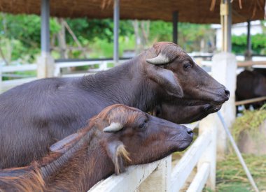 Çiftliktemur bufalosu.