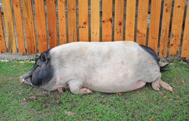 Çiftlikte büyük bir domuz. Doğa çiftçiliği..