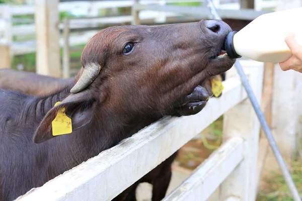 Žena Ruce Krmení Murrah Buvol Farmě — Stock fotografie