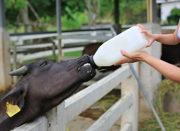 Nourrir Buffle Ferme Les Mains Mère Fille — Photo