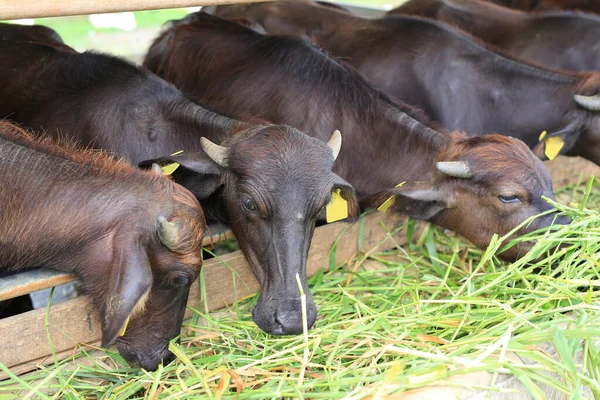 Groupe Bisons Dans Les Stalles Ferme Thaïlande — Photo