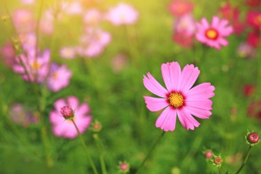 Cosmos flower blooming in summer garden field with walkway. Rays of sunlight in nature