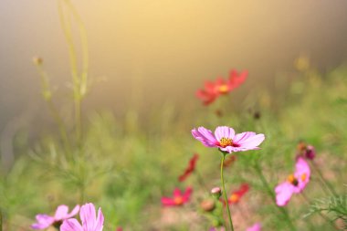 Kapalı pembe kozmos çiçeği yaz bahçesinde çiçek açıyor doğada güneş ışığıyla.