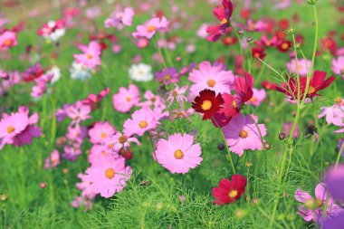 Doğadaki yaz bahçesi tarlasında açan güzel kozmos çiçekleri..