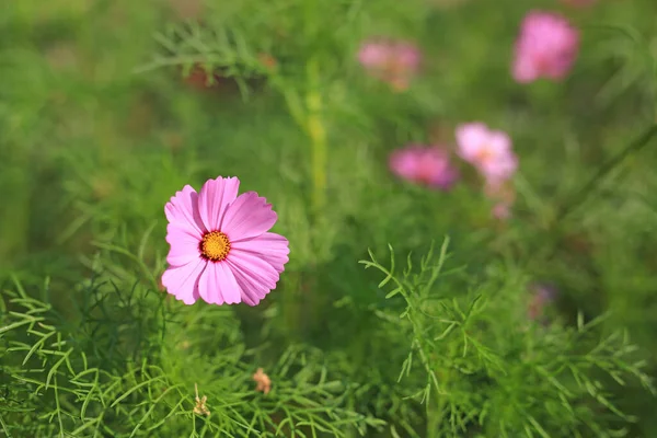 Close Flor Cosmos Florescendo Campo Jardim Verão Natureza — Fotografia de Stock