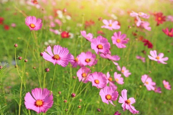 Vacker Kosmos Blomma Sommarträdgården Med Solstrålar Naturen — Stockfoto