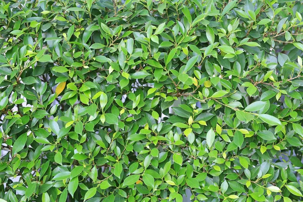 Yeşil yapraklı duvar çiti arka planı. Bahçe dekorasyonu