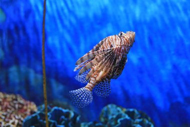 Aslan Balığı (Pterois volitans) akvaryum tankında mercan resiflerine karşı yüzer..