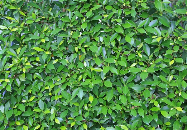 Grün Hinterlässt Mauerzaunhintergrund Gartendekoration — Stockfoto