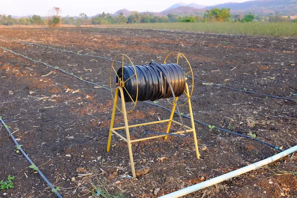 Irrigação Gotejadora Auto Compensadora Usada Agricultura Para Cultivo Árvores Jovens — Fotografia de Stock