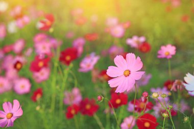 Pembe ve Kızıl Kozmos, yaz bahçesinde çiçek açıyor. Doğada güneş ışığı var.
