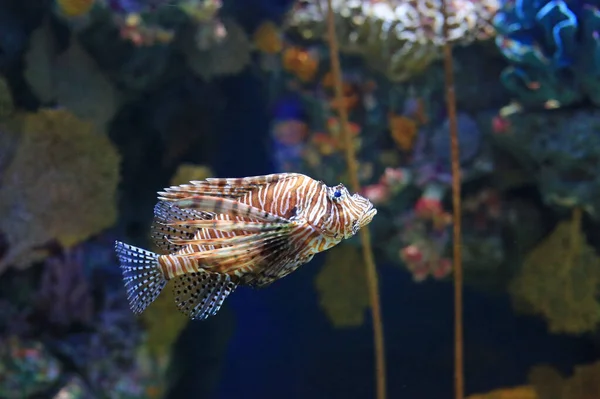 Peixe Leão Pterois Volitans Nadando Aquário Contra Recifes Coral Fundo — Fotografia de Stock