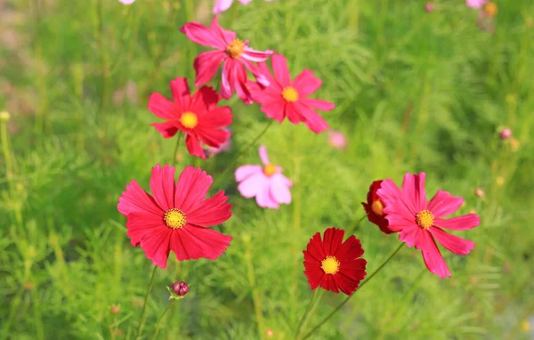 Цветущие Летнем Саду Цветы Природе — стоковое фото
