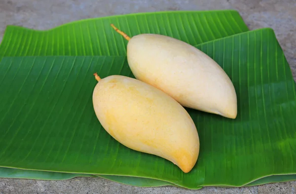 Mangues Dorées Fruits Sur Fond Feuille Banane Verte Fraîche Mangue — Photo