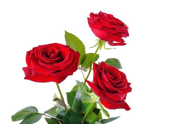 Strauß roter Rosen auf weißem Hintergrund — Stockfoto