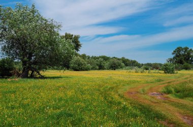 Yaz peyzaj çiçek açan bir alanla