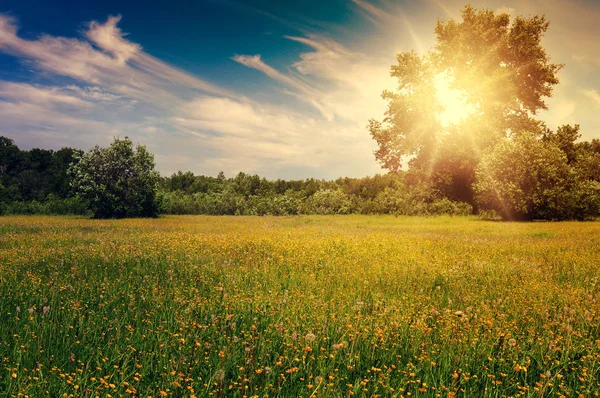 Sommerlandschaft mit blühendem Feld und schönem Himmel — Stockfoto