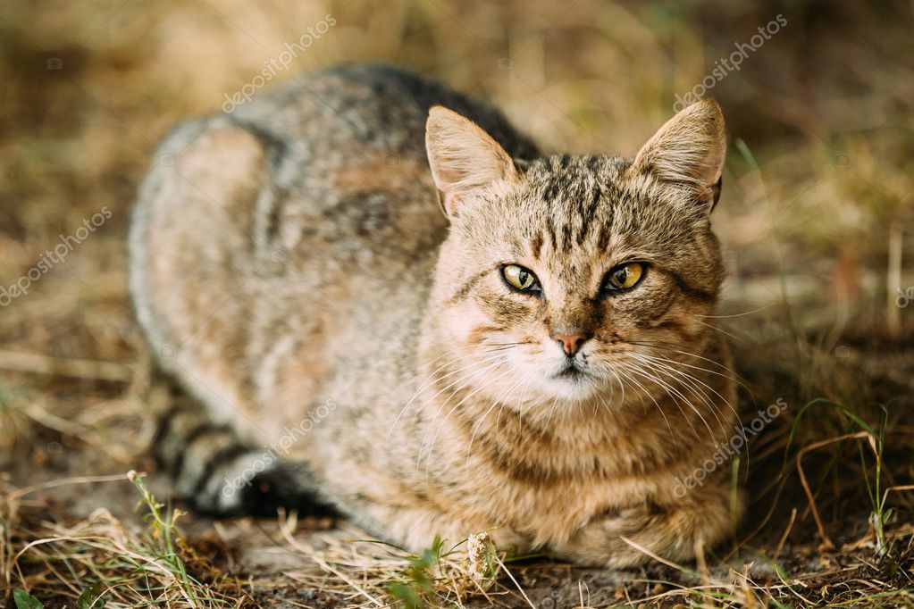 Gris Blanc Mélangé De Race à Poil Court Jeune Chat