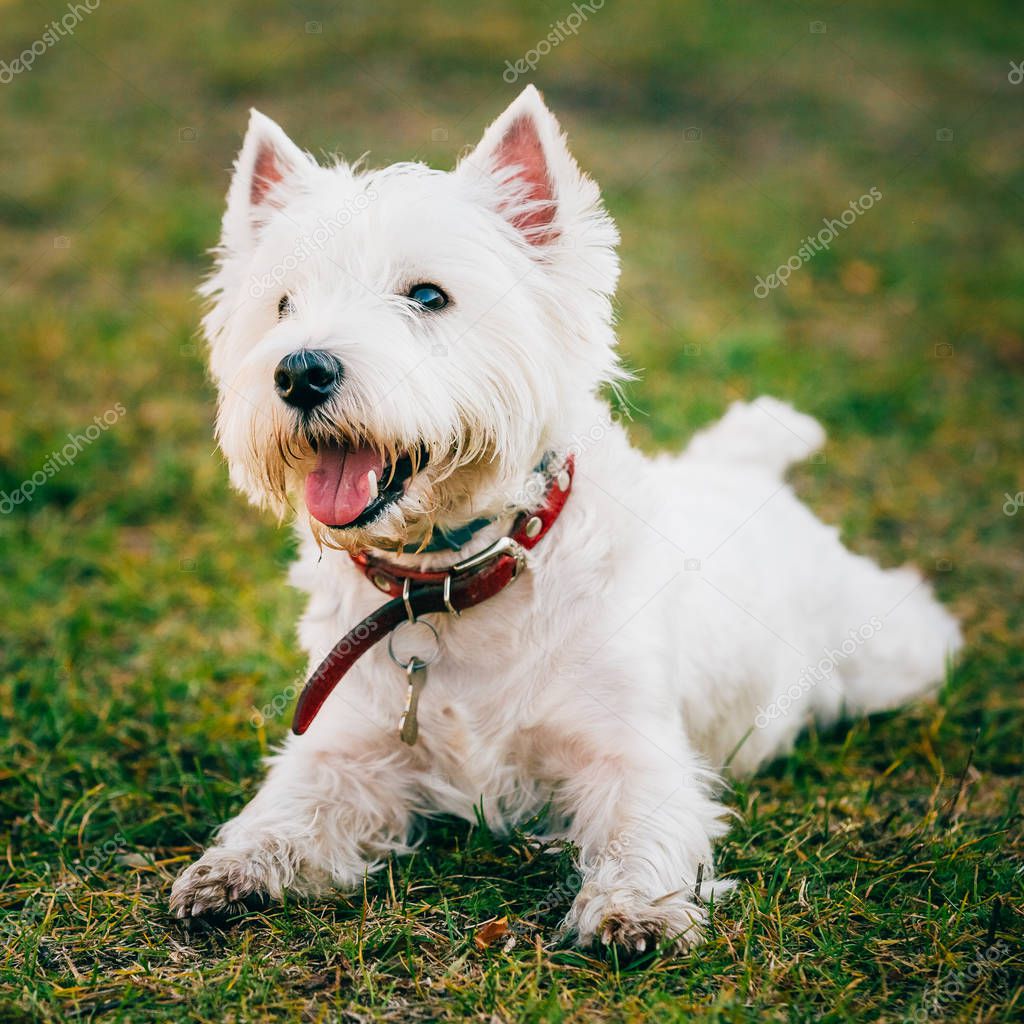 Small West Highland White Terrier Westie, Westy Dog — Stock Photo